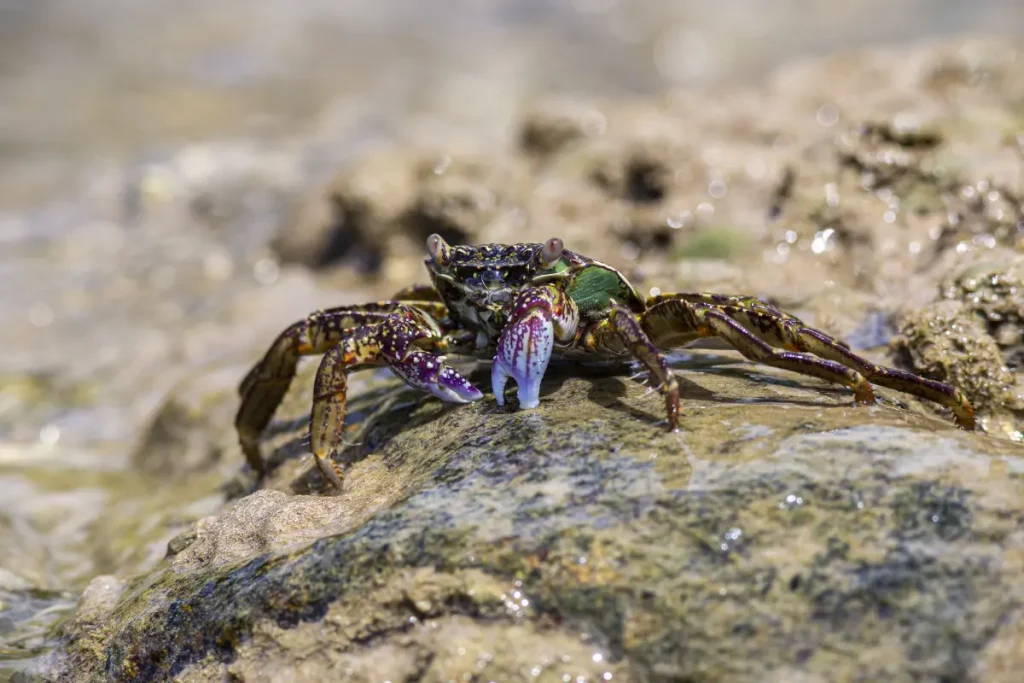 ECG Changes in Scorpion Sting